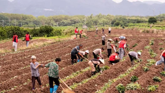 飞熊村暑期社会实践:青春挥洒田间地头 助力乡村振兴“薯”光 image.png