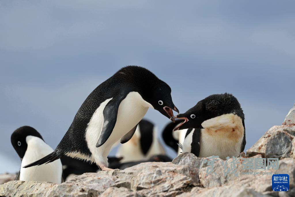 南极洲盛夏掠影 南极洲盛夏掠影