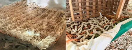解码石泉蚕桑产业三阶段蜕变—西安航空学院通识教育学院学子开展三下乡实践 image.png
